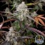 CPT OG Auto Marijuana Strain by Night Owl Seeds For Sale Online at Cannabis Seeds Outlet