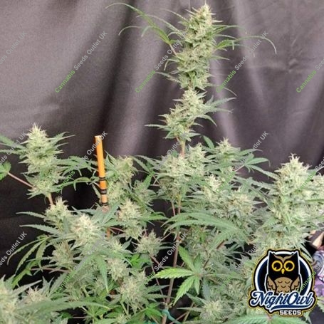 Compton Qoolaid Auto Marijuana Strain by Night Owl Seeds For Sale Online at Cannabis Seeds Outlet