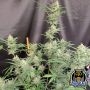 Compton Qoolaid Auto Marijuana Strain by Night Owl Seeds For Sale Online at Cannabis Seeds Outlet