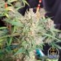 Night Owl Seeds Cannabis Strain Compton Qoolaid Auto Marijuana Seeds Original Collector Souvenir Authentic Packaging Packs