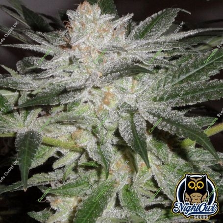 Chem n Kush Auto Marijuana Strain by Night Owl Seeds For Sale Online at Cannabis Seeds Outlet