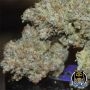 Alchemists Apprentice Auto Marijuana Strain by Night Owl Seeds For Sale Online at Cannabis Seeds Outlet
