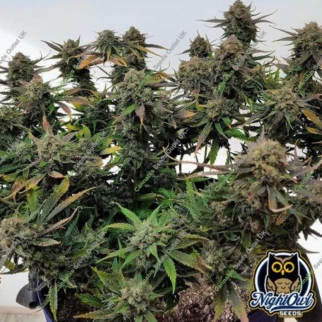 Night Owl Seeds Cannabis Strain Alchemists Apprentice Auto Marijuana Seeds Original Collector Souvenir Authentic Packaging Packs