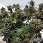 Night Owl Seeds Cannabis Strain Alchemists Apprentice Auto Marijuana Seeds Original Collector Souvenir Authentic Packaging Packs