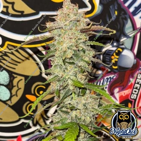 91 Berries Auto Marijuana Strain by Night Owl Seeds For Sale Online at Cannabis Seeds Outlet