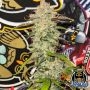 91 Berries Auto Marijuana Strain by Night Owl Seeds For Sale Online at Cannabis Seeds Outlet