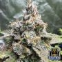 Night Owl Seeds Cannabis Strain 91 Berries Auto Marijuana Seeds Original Collector Souvenir Authentic Packaging Packs