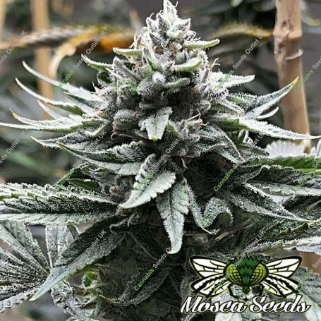 Watermelon Zaza S1 Feminized Marijuana Strain by Mosca Seeds For Sale Online at Cannabis Seeds Outlet