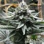 Watermelon Zaza S1 Feminized Marijuana Strain by Mosca Seeds For Sale Online at Cannabis Seeds Outlet