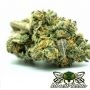 Mosca Seeds Cannabis Strain Watermelon Zaza S1 Feminized Marijuana Seeds Original Collector Souvenir Authentic Packaging Packs