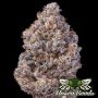 Runtz De Frutas Feminized Marijuana Strain by Mosca Seeds For Sale Online at Cannabis Seeds Outlet