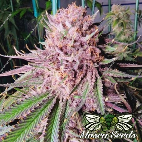 Mosca Seeds Cannabis Strain Runtz De Frutas Feminized Marijuana Seeds Original Collector Souvenir Authentic Packaging Packs