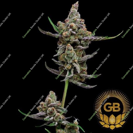 Sail Haten Feminized Marijuana Strain by Green Bodhi Seeds For Sale Online at Cannabis Seeds Outlet