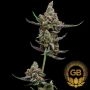 Sail Haten Feminized Marijuana Strain by Green Bodhi Seeds For Sale Online at Cannabis Seeds Outlet