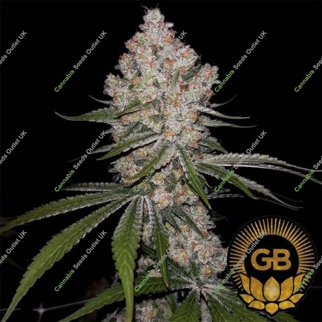 Green Bodhi Seeds Cannabis Strain Hazy Voyage Feminized Marijuana Seeds Original Collector Souvenir Authentic Packaging Packs