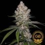 Green Bodhi Seeds Cannabis Strain Hazy Voyage Feminized Marijuana Seeds Original Collector Souvenir Authentic Packaging Packs