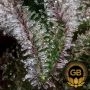 Green Bodhi Seeds Hazy Voyage Smoke Buds Weed Ganja Skunk Dope Pot Images Pics Nuggets