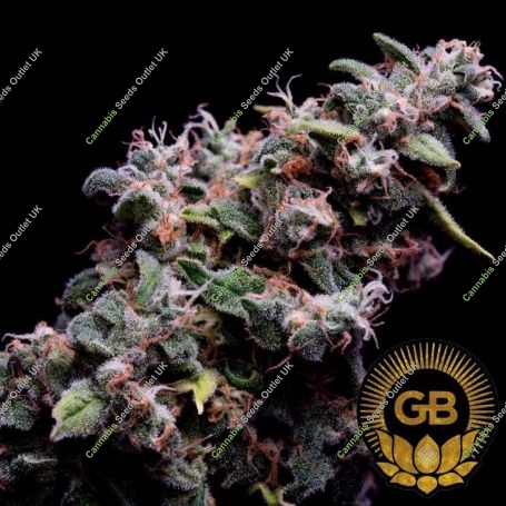 Hazy Kush S1 Feminized Marijuana Strain by Green Bodhi Seeds For Sale Online at Cannabis Seeds Outlet