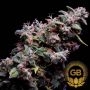 Hazy Kush S1 Feminized Marijuana Strain by Green Bodhi Seeds For Sale Online at Cannabis Seeds Outlet