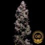 Green Bodhi Seeds Hazy Kush S1 Smoke Buds Weed Ganja Skunk Dope Pot Images Pics Nuggets