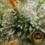 Hazy Kush S1 Feminized by Green Bodhi Seeds THC Content Potency Strength CBD Height Yield Flowering Time Indica Sativa Genetics