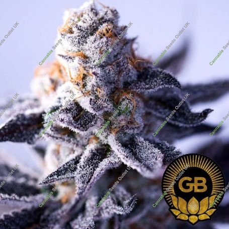 Hazy Girl Feminized Marijuana Strain by Green Bodhi Seeds For Sale Online at Cannabis Seeds Outlet