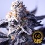Hazy Girl Feminized Marijuana Strain by Green Bodhi Seeds For Sale Online at Cannabis Seeds Outlet