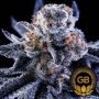 Green Bodhi Seeds Hazy Girl Smoke Buds Weed Ganja Skunk Dope Pot Images Pics Nuggets