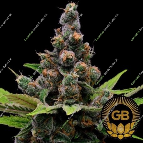 Guava Slushy Feminized Marijuana Strain by Green Bodhi Seeds For Sale Online at Cannabis Seeds Outlet