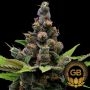 Guava Slushy Feminized Marijuana Strain by Green Bodhi Seeds For Sale Online at Cannabis Seeds Outlet