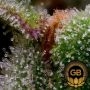 Green Bodhi Seeds Guava Slushy Smoke Buds Weed Ganja Skunk Dope Pot Images Pics Nuggets
