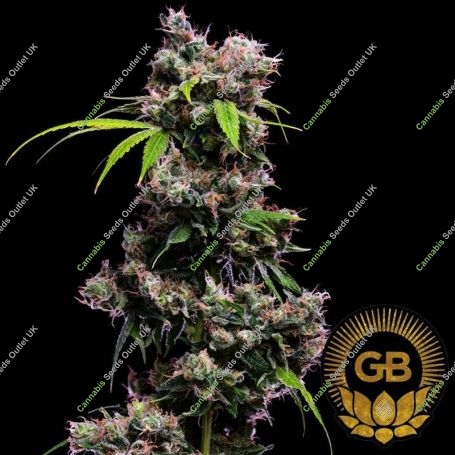 Golden Pineapple S1 Feminized Marijuana Strain by Green Bodhi Seeds For Sale Online at Cannabis Seeds Outlet