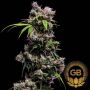 Golden Pineapple S1 Feminized Marijuana Strain by Green Bodhi Seeds For Sale Online at Cannabis Seeds Outlet