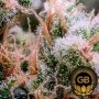 Green Bodhi Seeds Golden Pineapple S1 Smoke Buds Weed Ganja Skunk Dope Pot Images Pics Nuggets