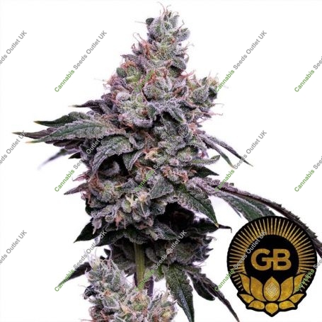 Golden Haze Feminized Marijuana Strain by Green Bodhi Seeds For Sale Online at Cannabis Seeds Outlet