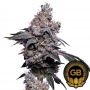 Golden Haze Feminized Marijuana Strain by Green Bodhi Seeds For Sale Online at Cannabis Seeds Outlet