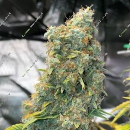 Zlue Feminized Marijuana Strain by GG Genetics Seeds For Sale Online at Cannabis Seeds Outlet