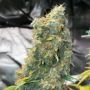 Zlue Feminized Marijuana Strain by GG Genetics Seeds For Sale Online at Cannabis Seeds Outlet
