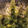 GG Genetics Seeds Cannabis Strain Zlue Feminized Marijuana Seeds Original Collector Souvenir Authentic Packaging Packs