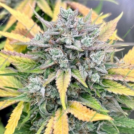 Dark Owl Seeds Cannabis Strain Valencia Kush Auto Marijuana Seeds Original Collector Souvenir Authentic Packaging Packs