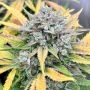 Dark Owl Seeds Cannabis Strain Valencia Kush Auto Marijuana Seeds Original Collector Souvenir Authentic Packaging Packs