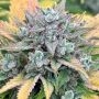 Dark Owl Seeds Valencia Kush Auto Smoke Buds Weed Ganja Skunk Dope Pot Images Pics Nuggets