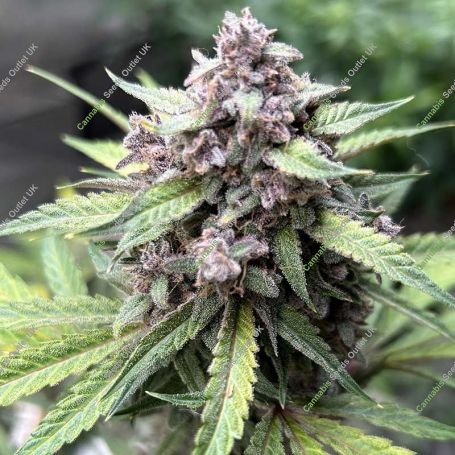 Midnight Marathon Auto Marijuana Strain by Dark Owl Seeds For Sale Online at Cannabis Seeds Outlet