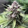 Midnight Marathon Auto Marijuana Strain by Dark Owl Seeds For Sale Online at Cannabis Seeds Outlet