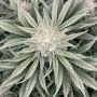 Dark Owl Seeds Cannabis Strain Midnight Marathon Auto Marijuana Seeds Original Collector Souvenir Authentic Packaging Packs