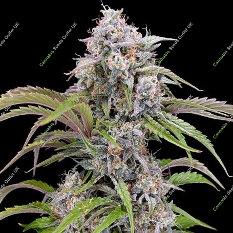 Amulet OG Auto Marijuana Strain by Dark Owl Seeds For Sale Online at Cannabis Seeds Outlet