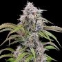 Amulet OG Auto Marijuana Strain by Dark Owl Seeds For Sale Online at Cannabis Seeds Outlet