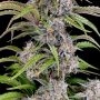 Dark Owl Seeds Cannabis Strain Amulet OG Auto Marijuana Seeds Original Collector Souvenir Authentic Packaging Packs