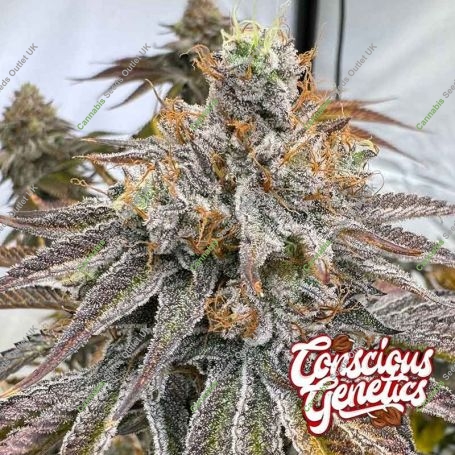 Zapplez 2 0 Feminized Marijuana Strain by Compound Genetics For Sale Online at Cannabis Seeds Outlet