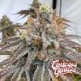 Zapplez 2 0 Feminized Marijuana Strain by Compound Genetics For Sale Online at Cannabis Seeds Outlet